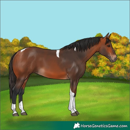 Horse Color:Bay Tobiano 
