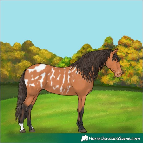 Horse Color:Bay Appaloosa 
