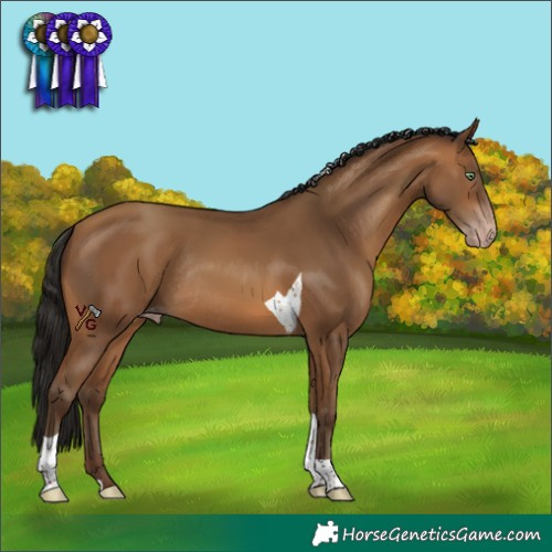 Horse Color:Gray Amber Champagne Tobiano Appaloosa Rabicano