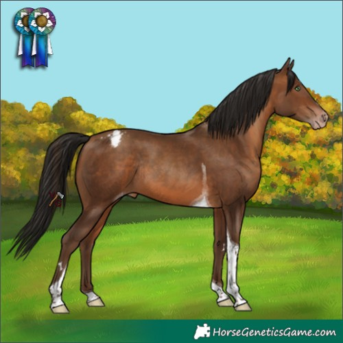 Horse Color:Gray Amber Champagne Tobiano Appaloosa Rabicano