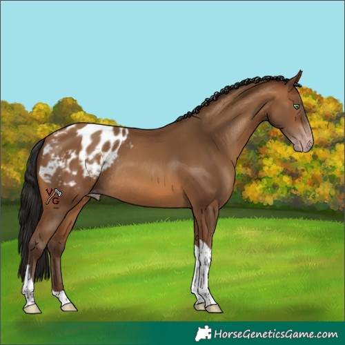 Horse Color:Gray Amber Champagne Tobiano Appaloosa Rabicano 