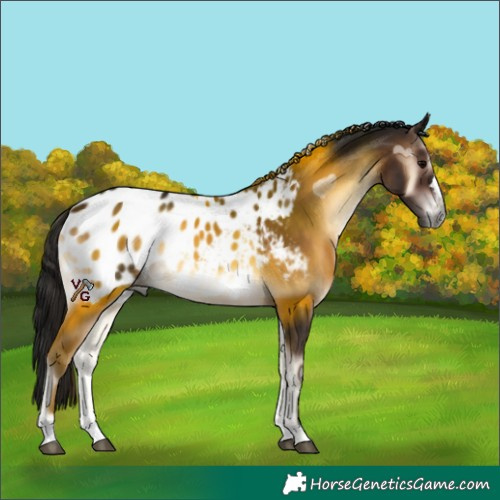 Horse Color:Gray Bay Onyx Appaloosa 