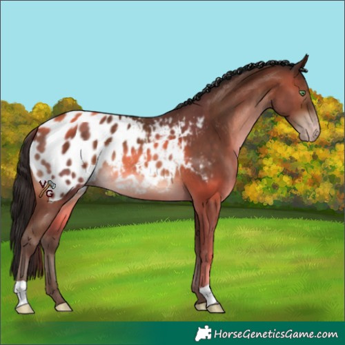 Horse Color:Gray Amber Champagne Appaloosa 
