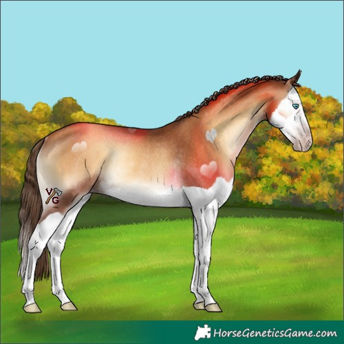 Horse Color:Gray Gold Champagne Onyx Splash Rabicano