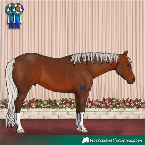 Horse Color:Silver Bay 