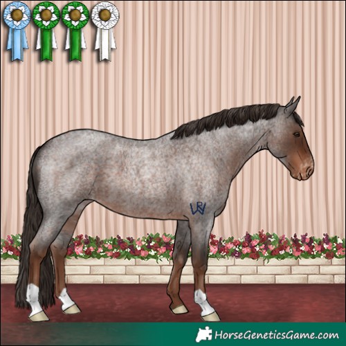Horse Color:Liver Red Roan Appaloosa
