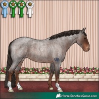 Horse Color:Liver Red Roan Appaloosa 