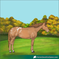 Horse Color:Chestnut Blanket 