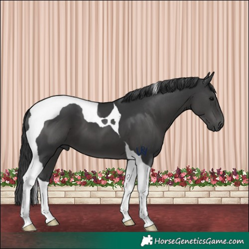 Horse Color:Black Tobiano