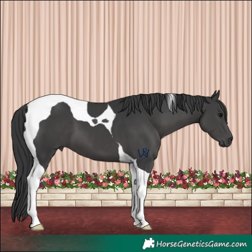 Horse Color:Black Tobiano