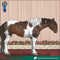 Horse Color:Liver Chestnut Tobiano