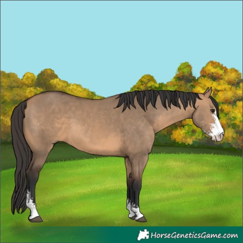 Horse Color:Bay Dun Sabino