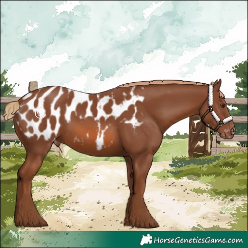 Horse Color:Chestnut Appaloosa