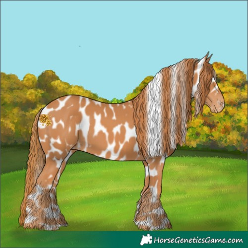 Horse Color:Chestnut Appaloosa