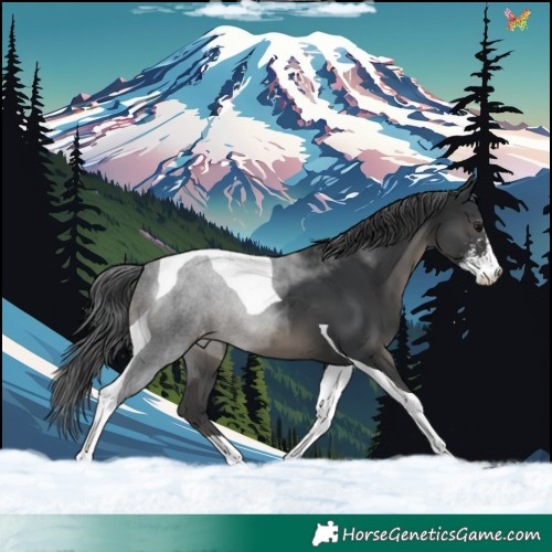 Horse Color:Black Sabino Tobiano Appaloosa