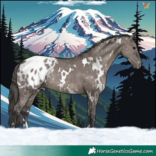 Horse Color:White Spotted Grullo Mushroom Appaloosa Rabicano