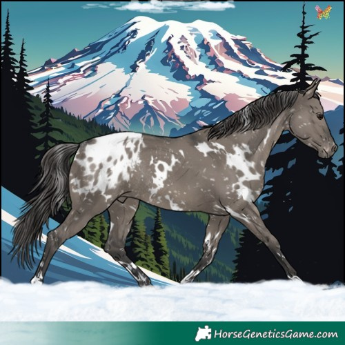 Horse Color:White Spotted Grullo Mushroom Appaloosa Rabicano 