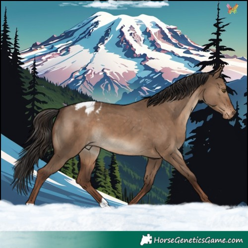 Horse Color:Liver Red Dun Appaloosa 