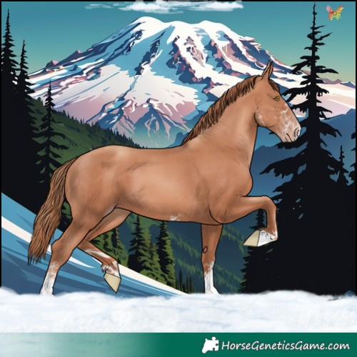 Horse Color:White Spotted Gold Champagne 
