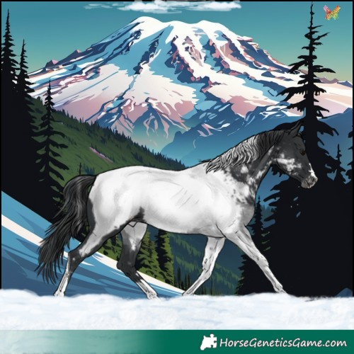 Horse Color:Black Tobiano Appaloosa
