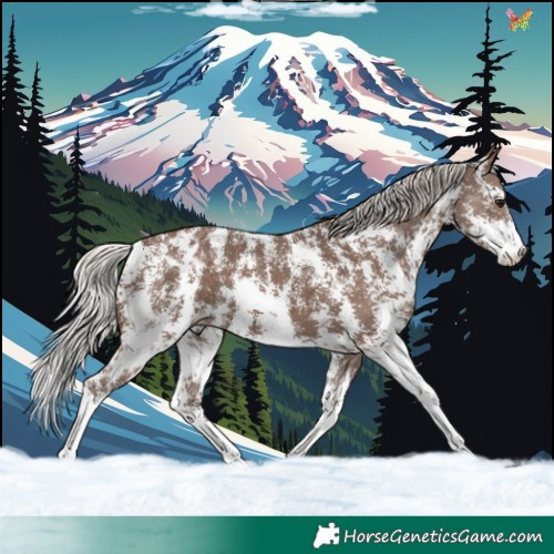 Horse Color:Silver Black Sabino Appaloosa