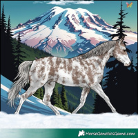 Horse Color:Silver Black Sabino Appaloosa