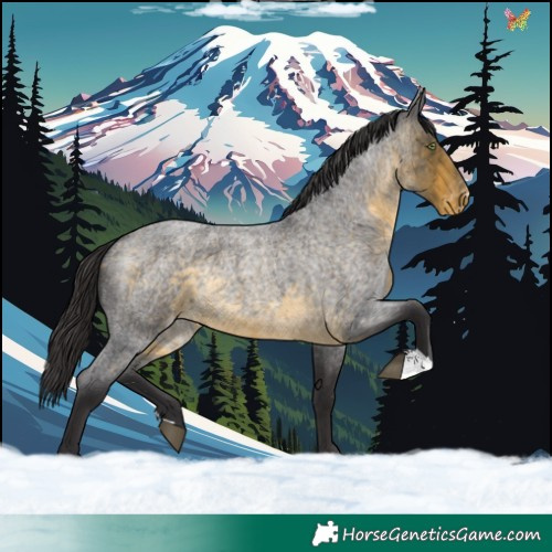 Horse Color:Buckskin Roan Appaloosa Rabicano