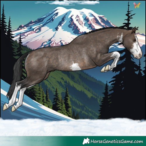 Horse Color:White Spotted Brown Dun Rabicano 