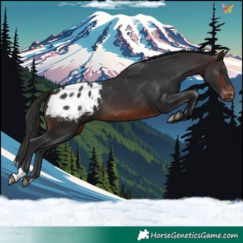Horse Color:Brown Appaloosa 