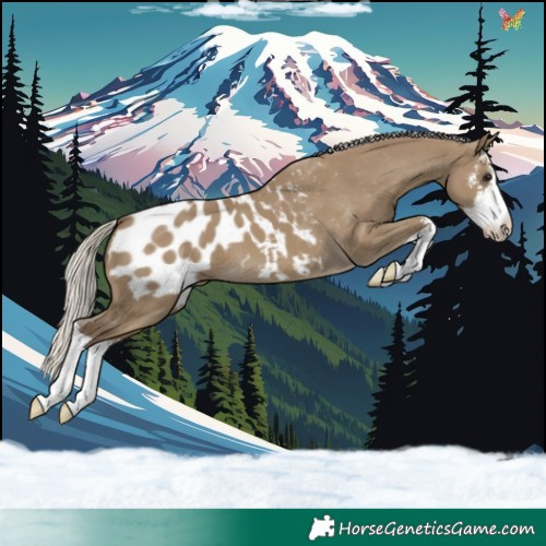Horse Color:White Spotted Silver Smoky Grullo Appaloosa 