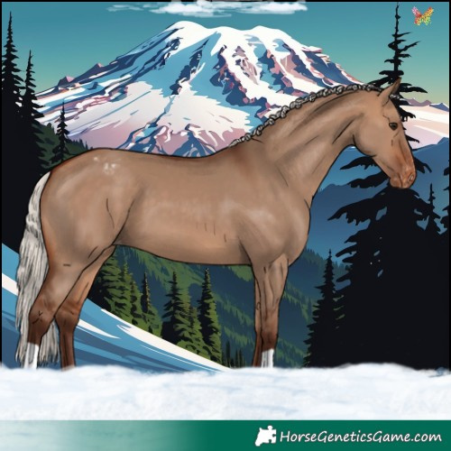 Horse Color:Silver Bay Dun Appaloosa 