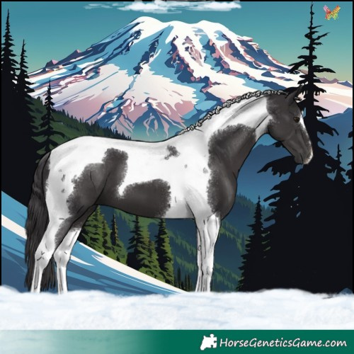 Horse Color:Smoky Black Tobiano 