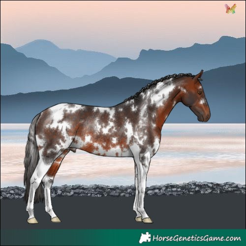 Horse Color:White Spotted Bay Tobiano Rabicano