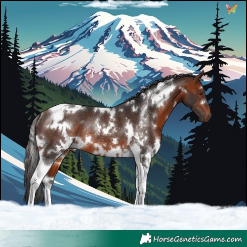 Horse Color:White Spotted Bay Tobiano Rabicano