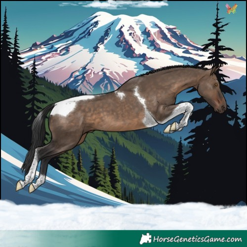 Horse Color:Brown Dun Tobiano 