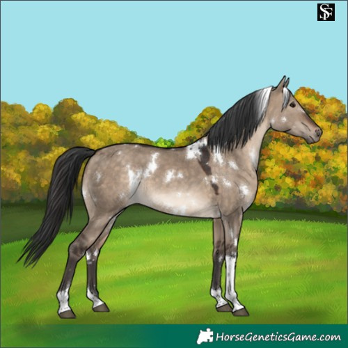Horse Color:White Spotted Brown Dun Tobiano Rabicano