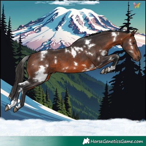 Horse Color:White Spotted Brown