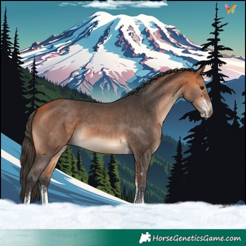 Horse Color:Bay Sabino