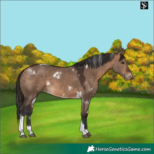 Horse Color:White Spotted Bay Dun Tobiano Varnish