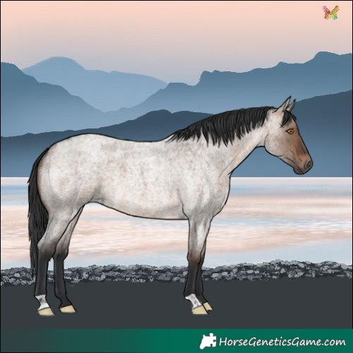 Horse Color:Brown Roan Dun