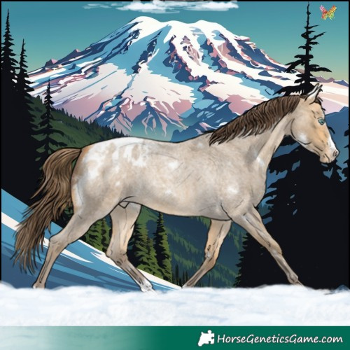 Horse Color:White Spotted Amber Cream Champagne Roan Splash Appaloosa 