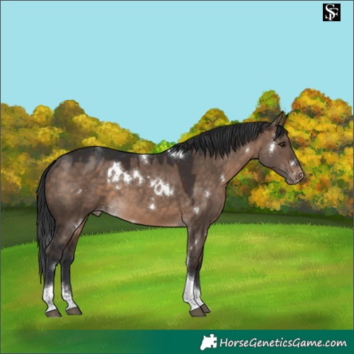 Horse Color:White Spotted Brown Dun Tobiano Appaloosa