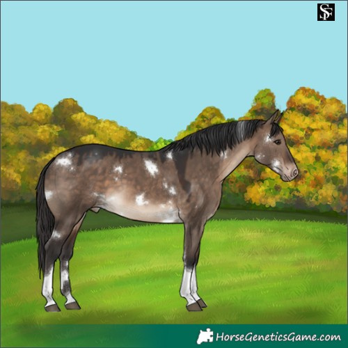 Horse Color:White Spotted Brown Dun Tobiano Varnish Rabicano