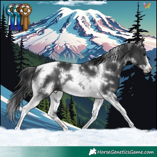 Horse Color:White Spotted Black Tobiano Frame Rabicano 