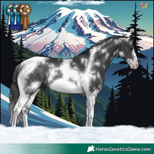 Horse Color:White Spotted Black Tobiano Frame Rabicano 
