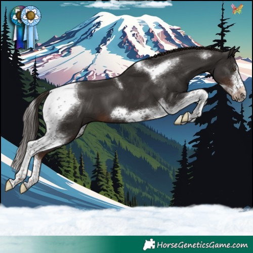 Horse Color:Liver Chestnut Tobiano Frame 