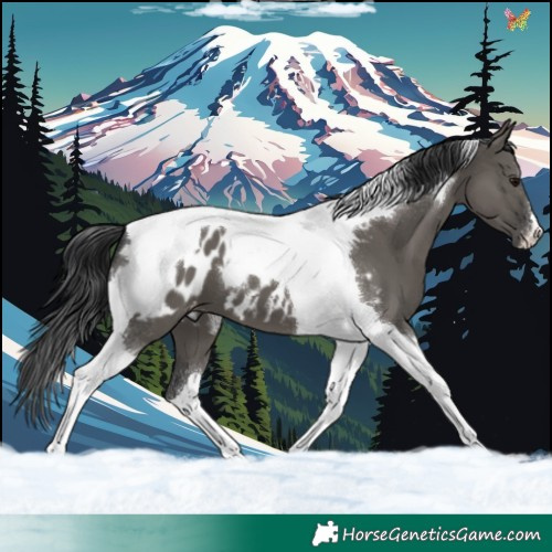 Horse Color:Grullo Tobiano Appaloosa