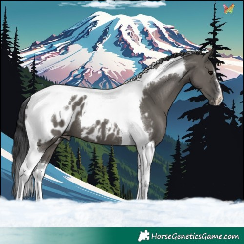 Horse Color:Grullo Tobiano Appaloosa