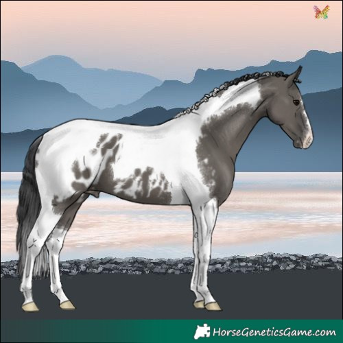 Horse Color:Grullo Tobiano Blanket