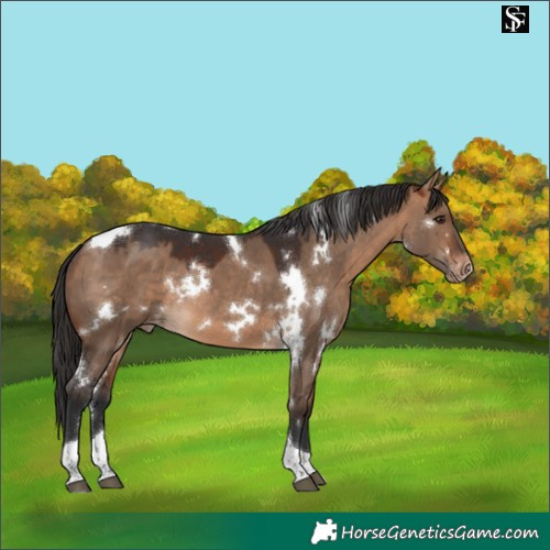Horse Color:White Spotted Bay Dun Tobiano Varnish